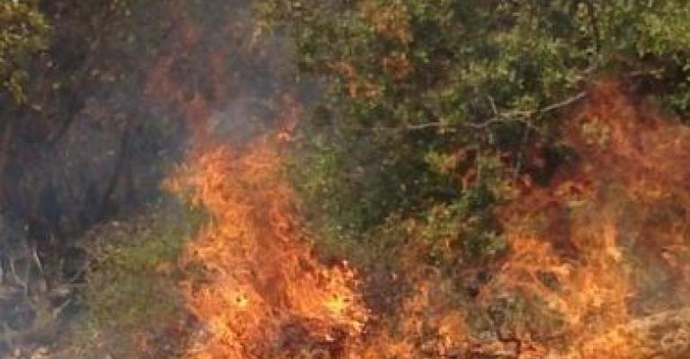 حريق جفين يأتي على 250 شجرة حرجية