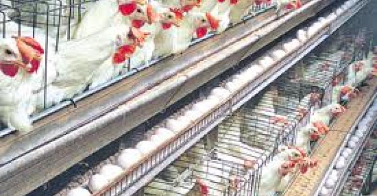 تحديد سعر بيع الدواجن تحديد سعر بيع الدواجن