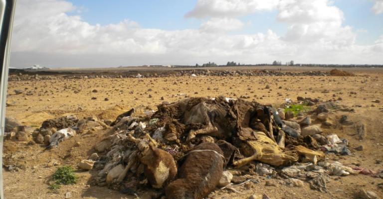 الضليل تتحول الى مقبرة مفتوحة للماشية النافقة
