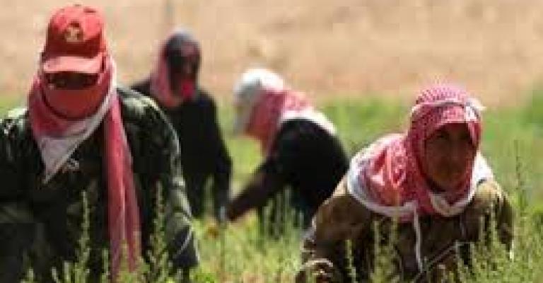 المزارعون يحذرون الحكومة المزارعون يحذرون الحكومة