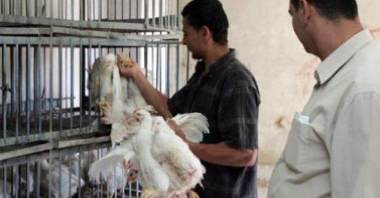 انخفاض سعر الدواجن 10 قروش انخفاض سعر الدواجن 10 قروش