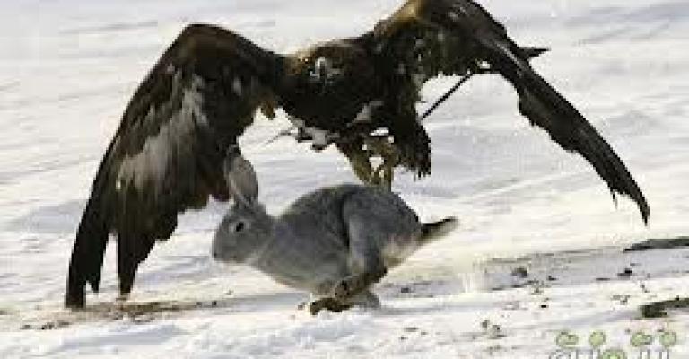 نصيحة النسر