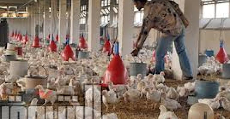 تدني الطلب على البيض يخفض سعره 35 قرشاً تدني الطلب على البيض يخفض سعره 35 قرشاً