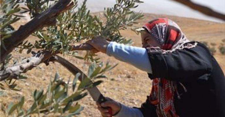 اهالي "جب الذيب" يدخلون اراضيهم بعد 13 عاما من المنع 