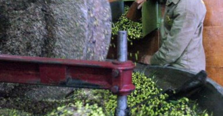 الزراعة: الزيتون يصدر الى فلسطينيين وليس اسرائيليين الزراعة: الزيتون يصدر الى فلسطينيين وليس اسرائيليين