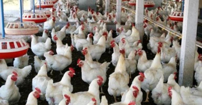 خسائر في قطاع الدواجن بسبب المنخفض