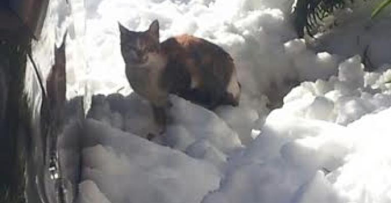 الثلوج تغطي "الرشيد" الثلوج تغطي "الرشيد"