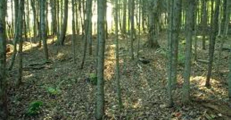 الاستعانة بقوات الدرك للحد من "تجارة الأشجار"