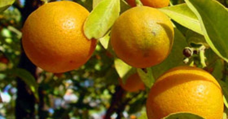 90 طن حمضيات سورية تدخل الأردن يومياً