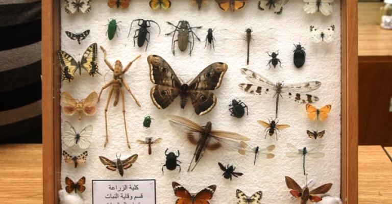 متحف الحشرات في "الأردنية" حافظـة حـقيقية للمجموعة الحشرية في الأردن