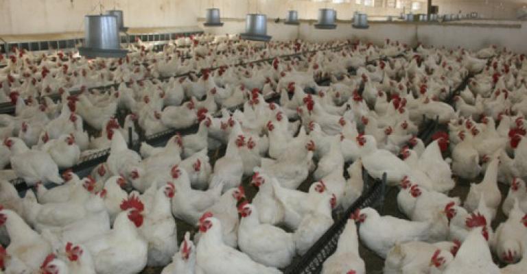 توقعات بارتفاع اسعار الدواجن توقعات بارتفاع اسعار الدواجن