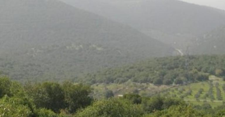 يوم الشجرة: ناشطون يترحمون الرقعة الخضراء يوم الشجرة: ناشطون يترحمون الرقعة الخضراء