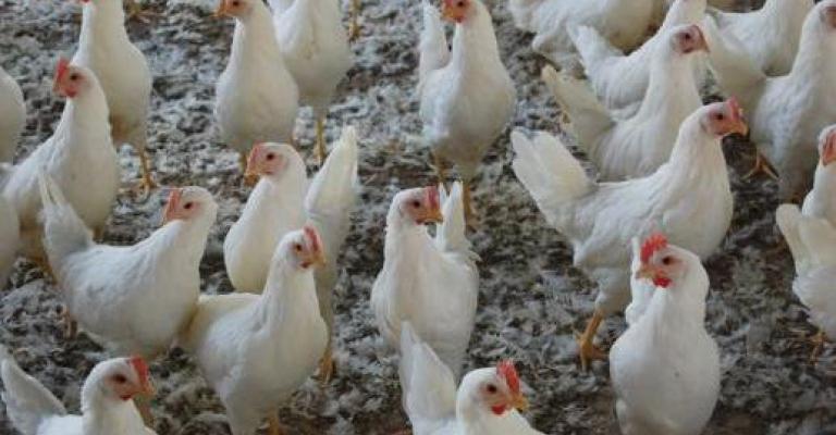 انخفاض اسعار الدواجن واستقرار الخضار