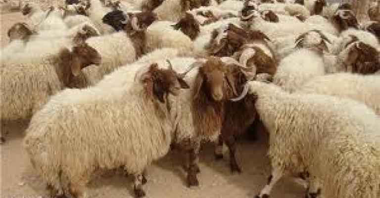 مربو المواشي يطالبون بأعلاف مجانية لمواجهة الجفاف