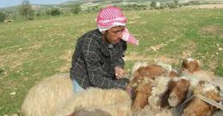 الأمطار تبدد مخاوف مزارعي مادبا