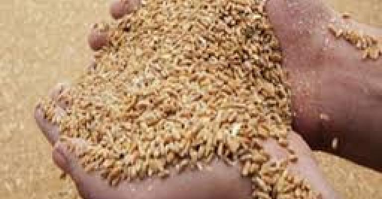 ارتفاع استهلاك المملكة من القمح