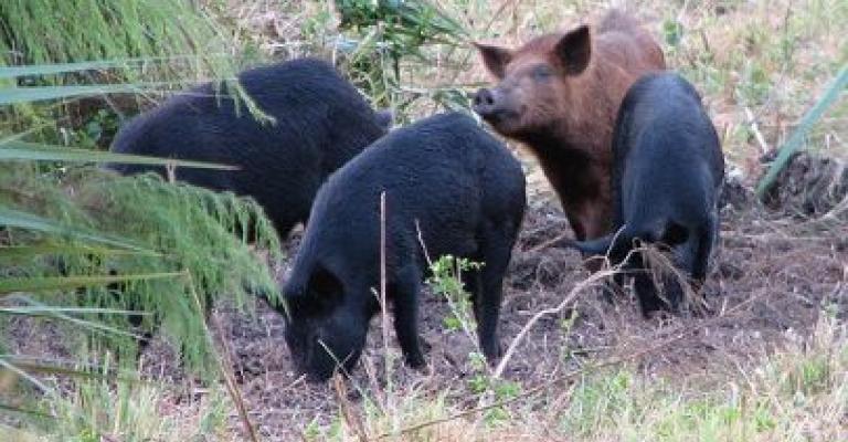 كلاب وخنازير المستوطنين تهاجم مزرعة أغنام في جنين