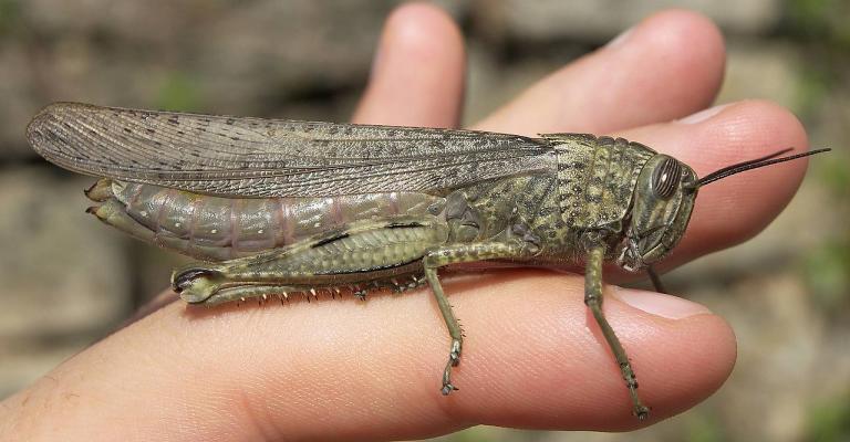 الزراعة: الجراد بعيد جداً عن الأردن الزراعة: الجراد بعيد جداً عن الأردن