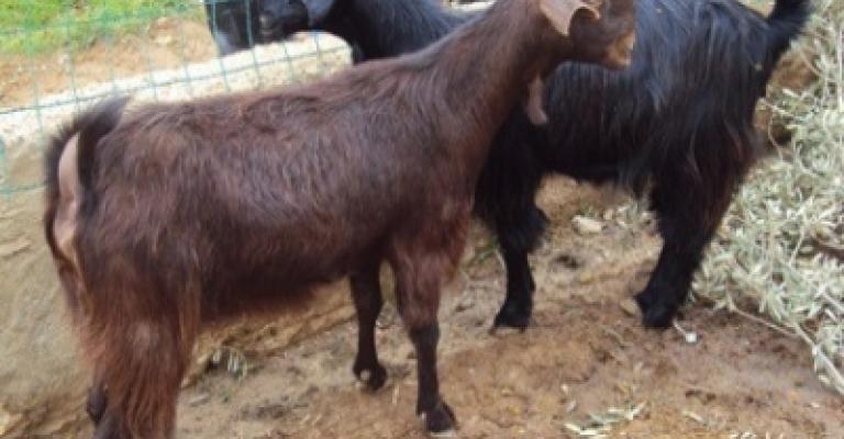 الأمانة تبدأ حملة على "مراتع" الجمال والمواشي