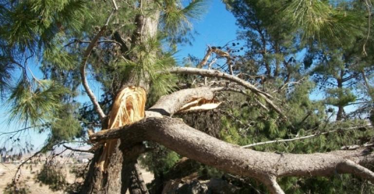 ناشطون يطالبون بالتحقيق بالاعتداء على الأشجار في عجلون