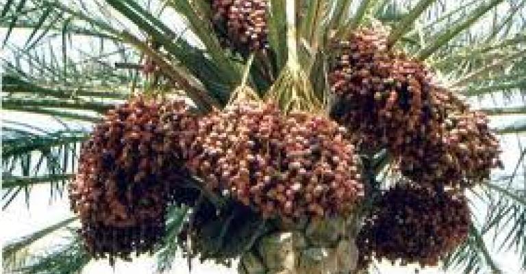 توزيع 40 طن من التمور على اللاجئين السوريين في المحافظات توزيع 40 طن من التمور على اللاجئين السوريين في المحافظات