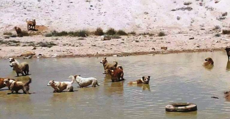 قطعان الكلاب الضالة تغزو الظليل وتعقر اربعة مواطنين خلال اسبوعين 