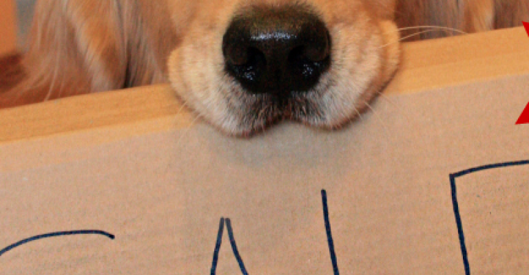 بيع كلب وراء مشاجرة القويسمة