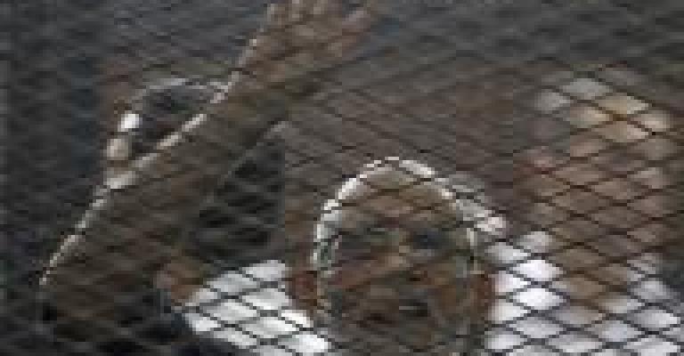 مصر: إحالة أوراق مرشد الإخوان للمفتي مصر: إحالة أوراق مرشد الإخوان للمفتي