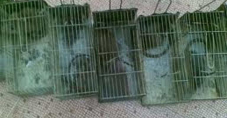 "انتشار كثيف" للحشرات والقوارض في الظليل