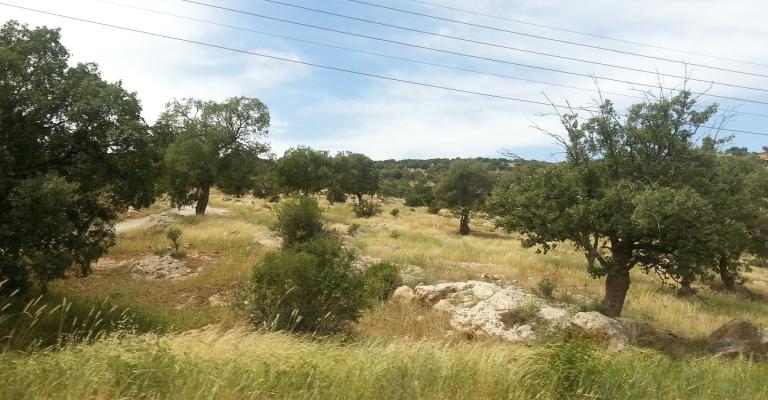 "صروت".. سحر المكان وعراقة التاريخ "صروت".. سحر المكان وعراقة التاريخ