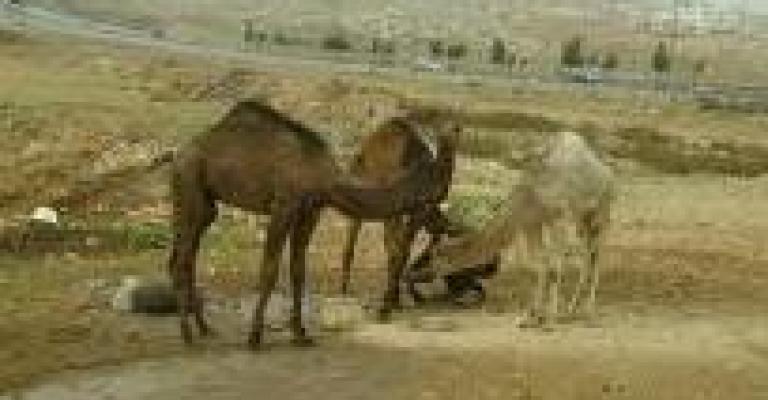 استمرار الحملات على مراتع الجمال وإزالة البسطات