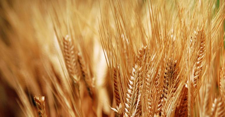 الأردن يطرح مناقصة لشراء 100 ألف طن من القمح