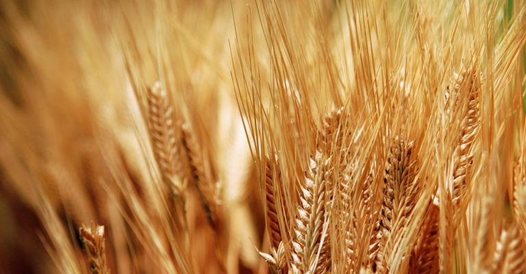 الأردن يشتري 150 ألف طن من الشعير