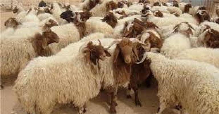 الزراعة تناشد المواطنين عدم اللجوء للذبح العشوائي للأضاحي