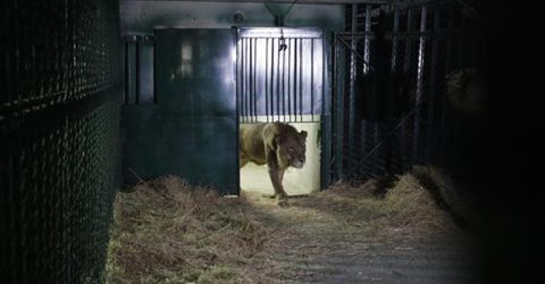 وصول أسدين من غزة للعلاج نفسياً في الأردن 