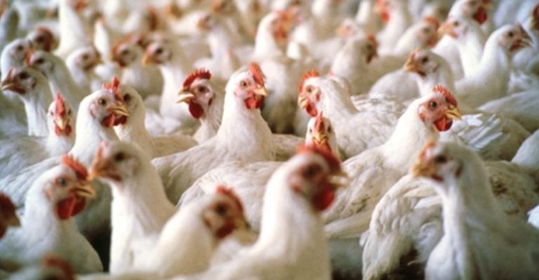 انخفاض العرض يرفع أسعار دجاج النتافات انخفاض العرض يرفع أسعار دجاج النتافات