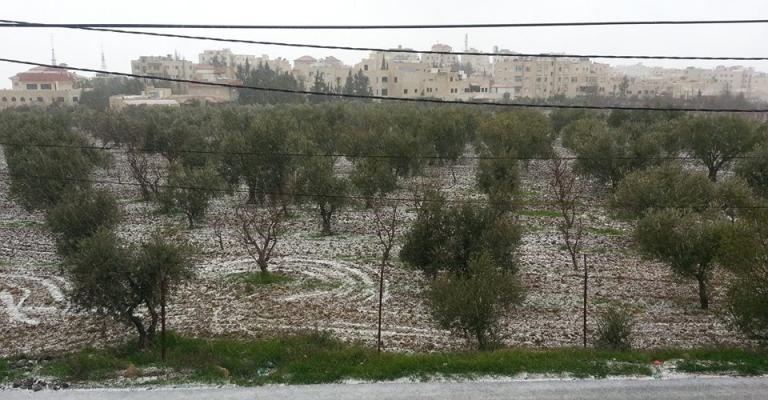 بداية تساقط الثلوج في الجبيهة - روز نصر بداية تساقط الثلوج في الجبيهة - روز نصر