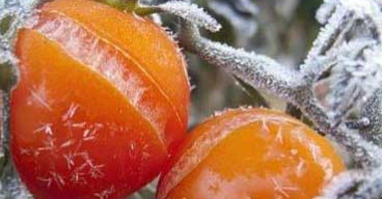 الزراعة: أضرار جسيمة بالمزروعات بسبب الصقيع والثلوج