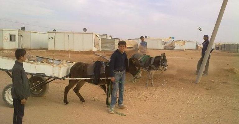 الحنطور... وسيلة النقل الأكثر استخداما في "الزعتري"