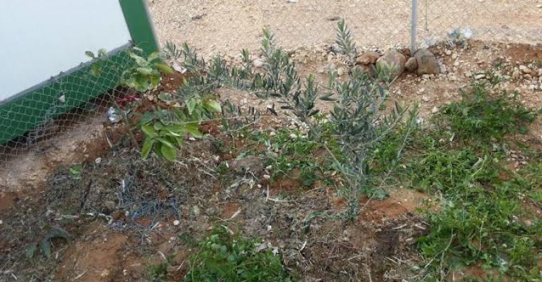 الإعلان قريبا عن مشاريع زراعية في الزعتري