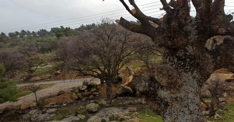 عصابات التحطيب ونيران المتنزهين تدمر غابات العالوك عصابات التحطيب ونيران المتنزهين تدمر غابات العالوك