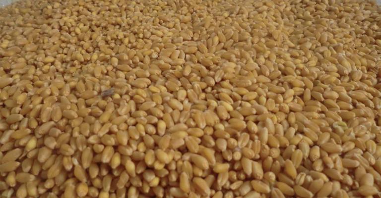 لجنة محايدة للنظر بشحنة القمح "المصبوغ" لجنة محايدة للنظر بشحنة القمح "المصبوغ"