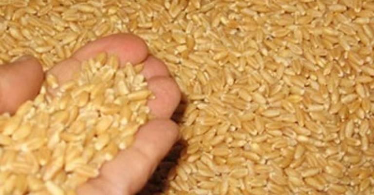 مورّد شحنة القمح البولندية: غير محترفين أثاروا المشكلة مورّد شحنة القمح البولندية: غير محترفين أثاروا المشكلة