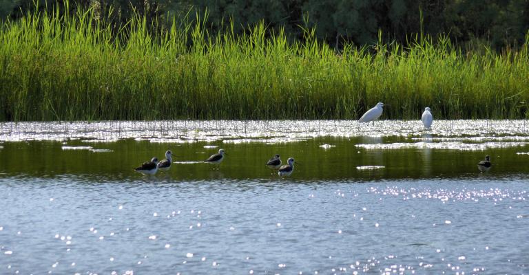 محمية الأزرق تجاهد لاستعادة مياهها وطيورها المهاجرة محمية الأزرق تجاهد لاستعادة مياهها وطيورها المهاجرة