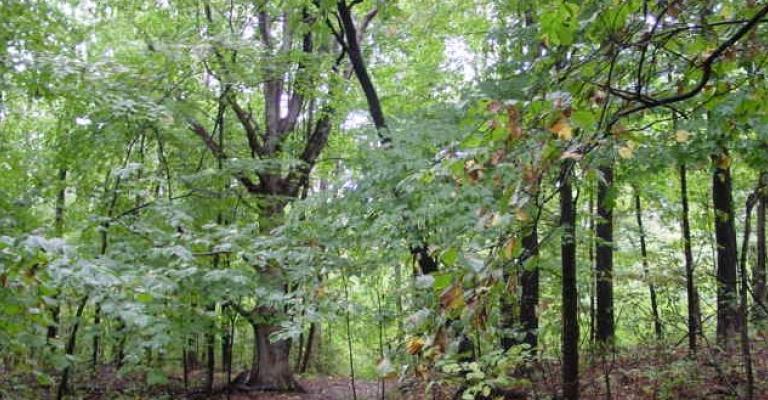 خبراء يحذرون من تراجع الثروة الحرجية في الأردن خبراء يحذرون من تراجع الثروة الحرجية في الأردن