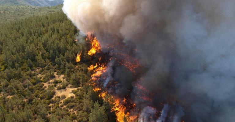 حرائق الغابات