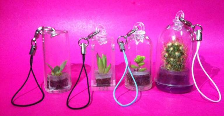 "وجدان الشيشاني" تبدع من الصبّار تحفا فنية تنبض بالحياة”