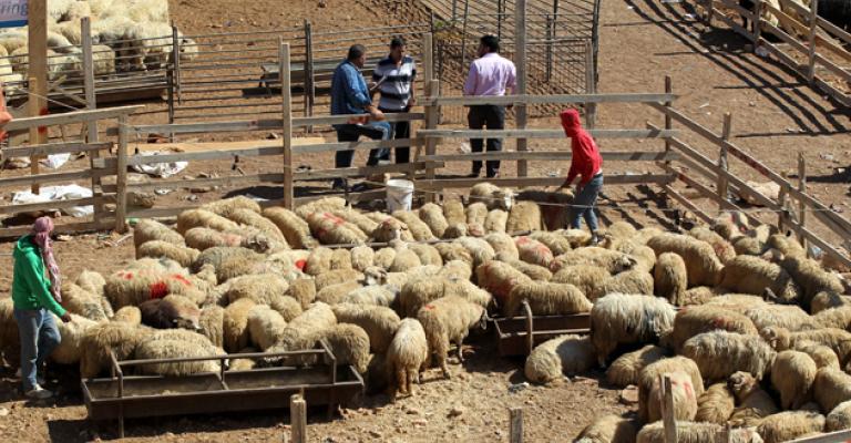 بلتاجي : تخصيص مواقع لبيع وذبح الاضاحي في عمان وفقا للمعايير والاشتراطات الصحية والبيئية بلتاجي : تخصيص مواقع لبيع وذبح الاضاحي في عمان وفقا للمعايير والاشتراطات الصحية والبيئية