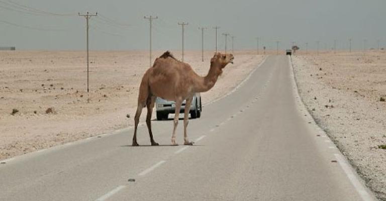 وفاة نتيجة اصطدام مركبة بجمل وفاة نتيجة اصطدام مركبة بجمل
