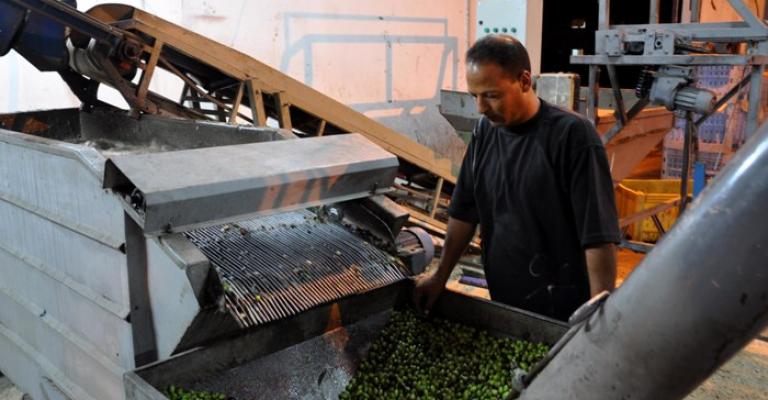 الزراعة تبدأ التفتيش على معاصر الزيتون